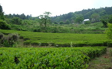Farmstay w/ The Nakajimas
