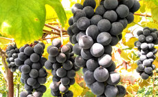 Yugetsuan - 【Entire house】Grape Farmer & Winery Kamegamori Brewery Old Folk House