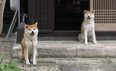 Enishi 縁 / Samurai residence where Akita dog lives